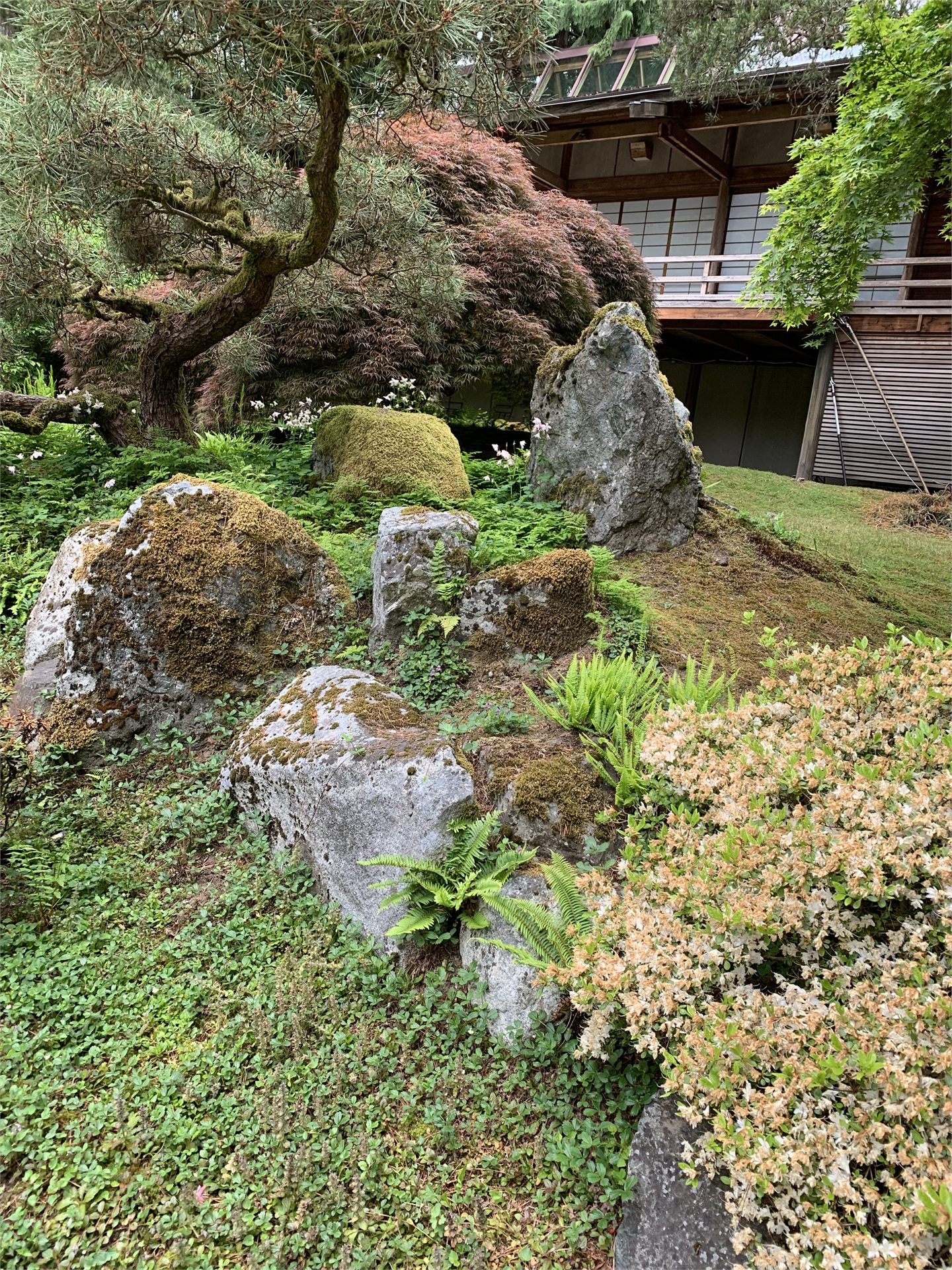 ジャパニーズ・ゲストハウス前で苔石、シダ、樹木が組み合わされた日本庭園の石組