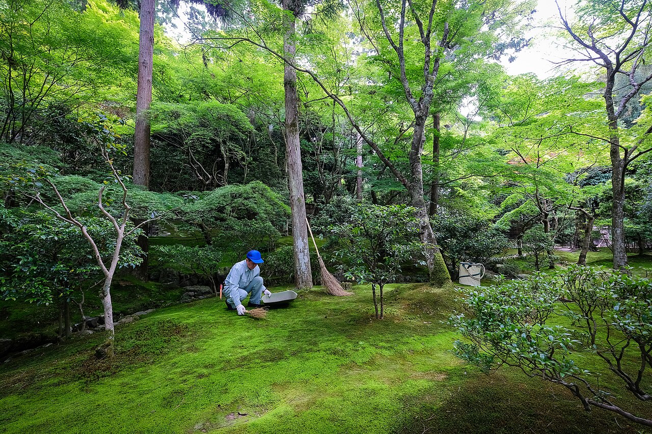 銀閣寺庭園で苔を手入れするスタッフ