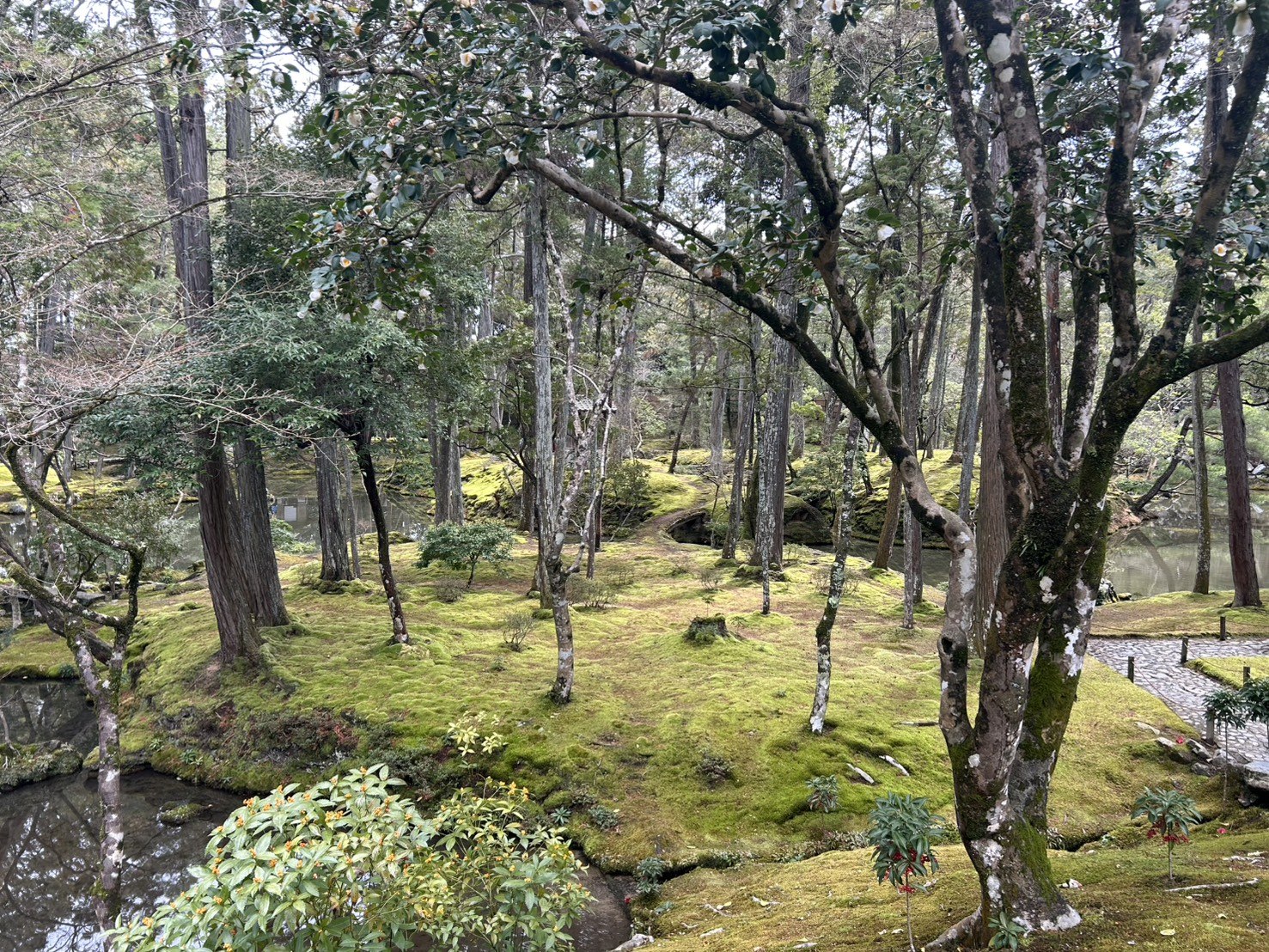 Moss, trees, pond water, and paths layered across Saihoji’s garden in Kyoto
